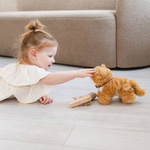 munchkin cat and carrier