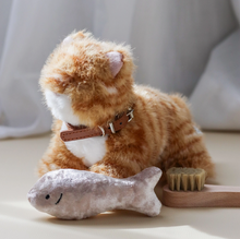 munchkin cat and house